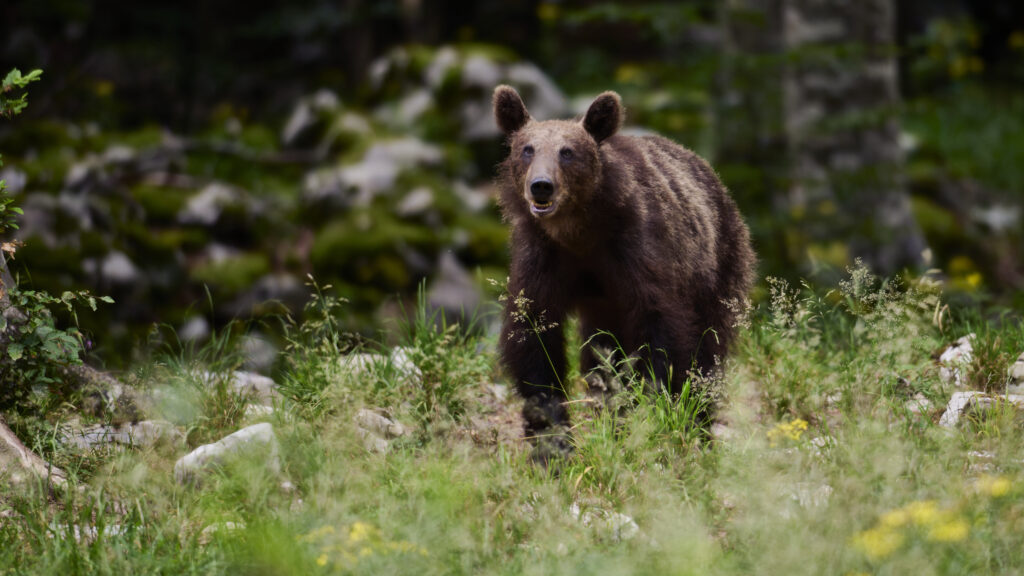 Braunbär in Slovenien